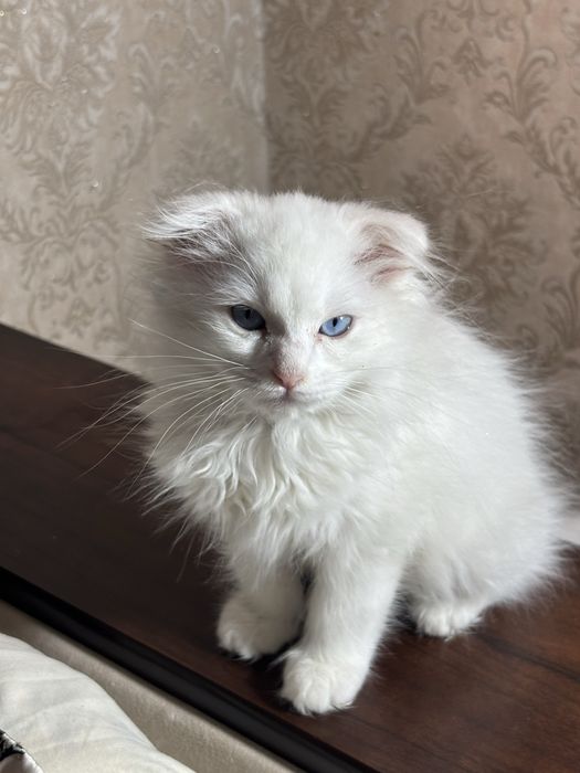 Вислоухий котенок