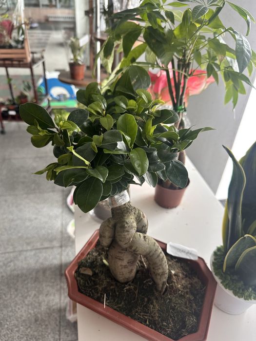 Фикус бонсай настольный