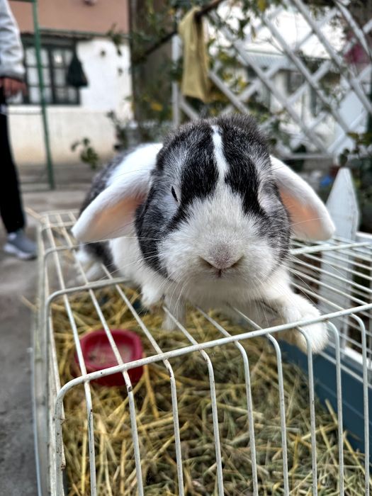 Карликовый кролик