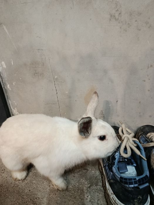 Срочно продам декоративного кролика самец