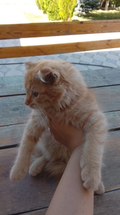 Вислоухий котёнок