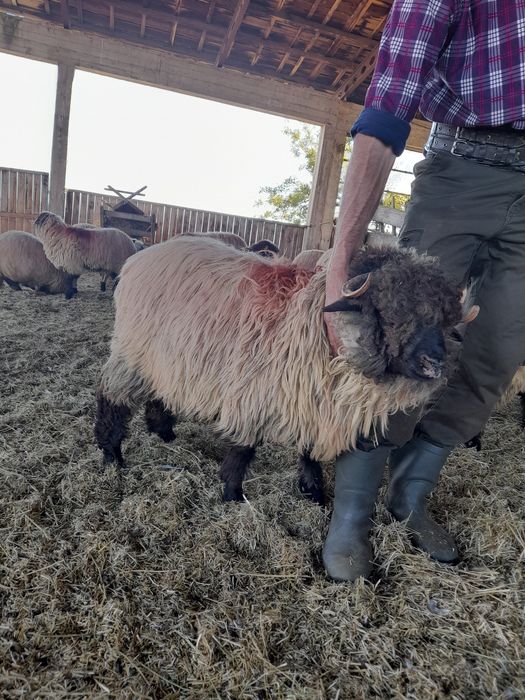 Vand patru oii și trei berbecuți bocălăi