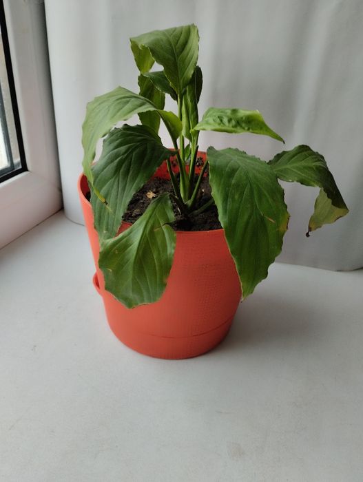 Женское счастье.