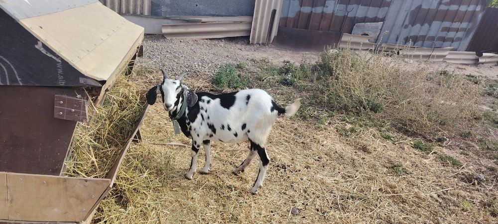 Продам молодую козочку