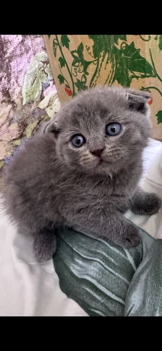Вязка опытного вислоухого кота!