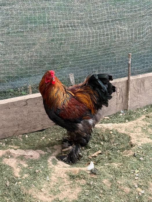 Cocoși brahma hd și potârnichiu