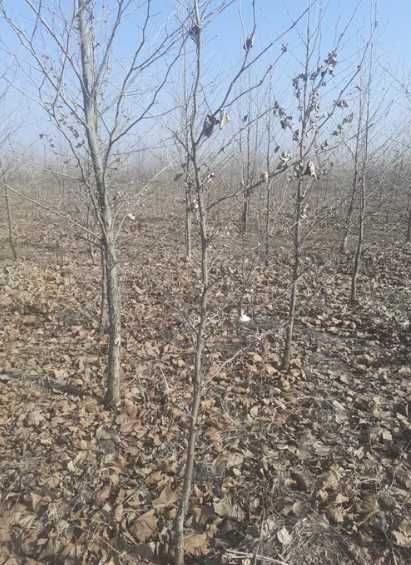 Plante Foioase Romanesti pentru Gradina