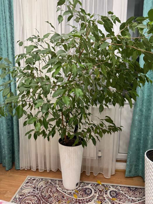 Комнатные растения