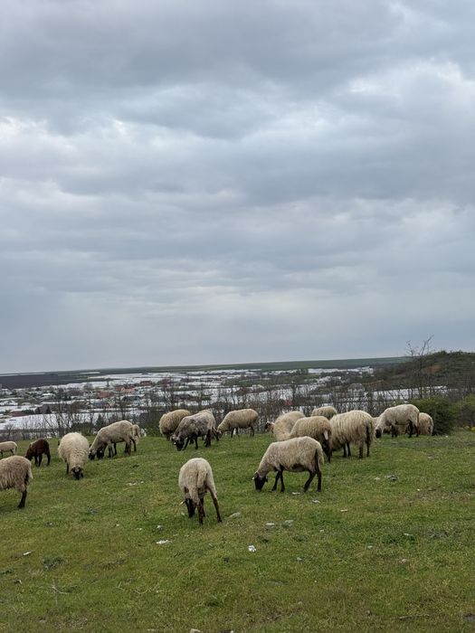 Vand oi carabase si turcane