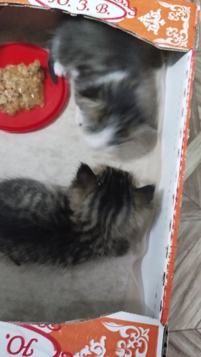 Отдам котят бесплатно