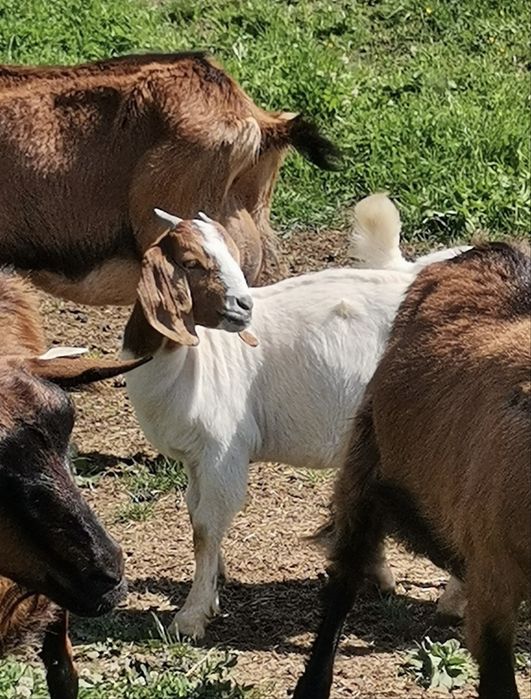 Vand capre Alpina franceza, Boer si Sanen