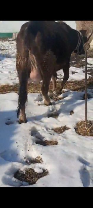 Бірінші тума Алатау