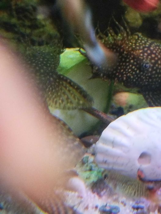 Vând pești acvariu, ancistrusi, creveți