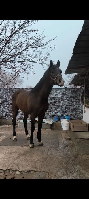 Продам хорошего коня срочно