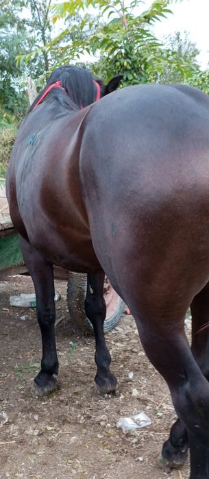 Vând armăsar 4 ani