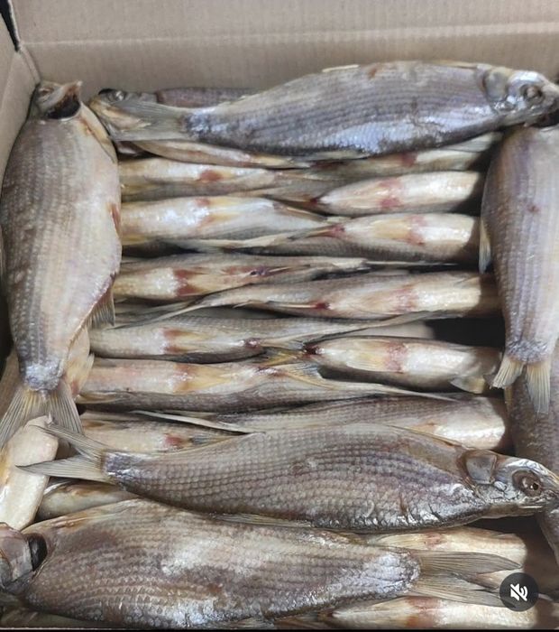 Продам вяленную рыбку