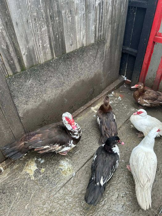 Oua de bibilica , rata muta si rata romaneasca