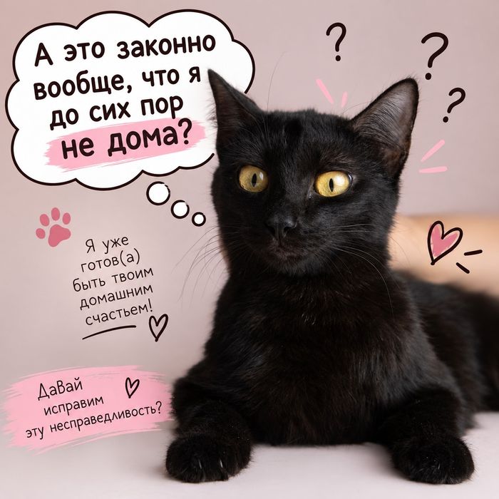 Молодая кошечка в добрые руки.