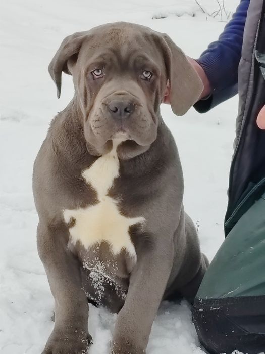 Cane corso disponibile cu pedigree