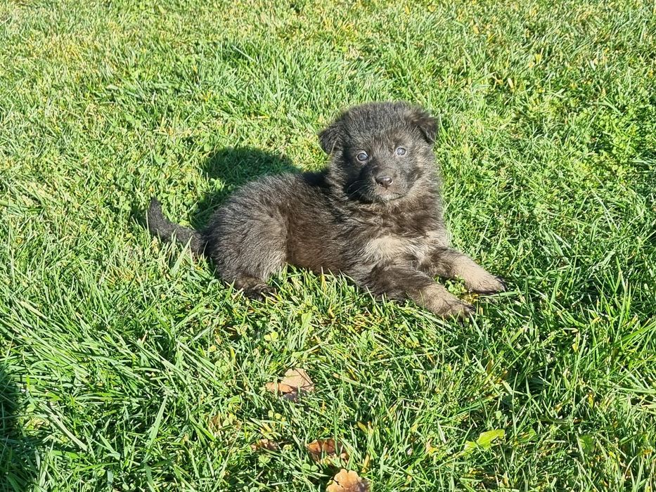 Малки немски овчарки