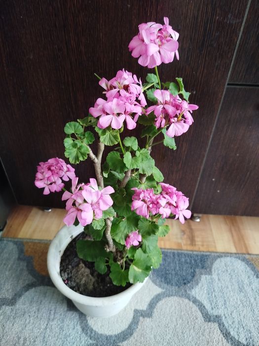Продам пеларгонию розового цвета