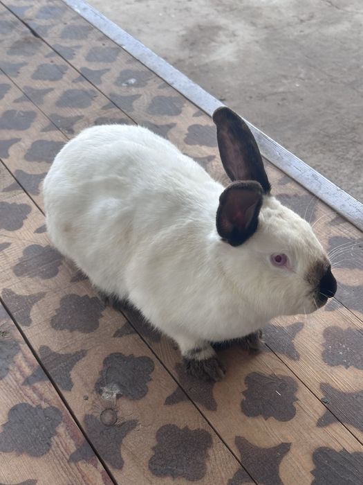 Samka, самка, kalifofniya quyon o’zi yoki oylasi