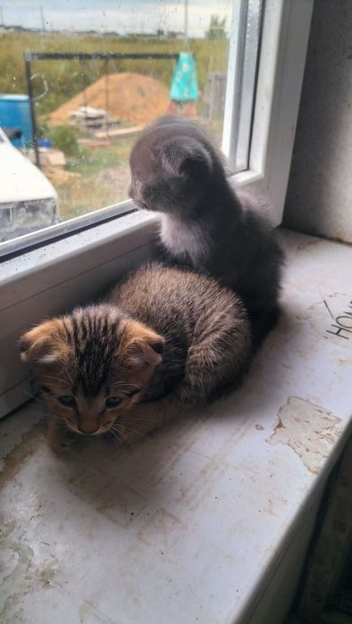 Отдам котят в добрые руки