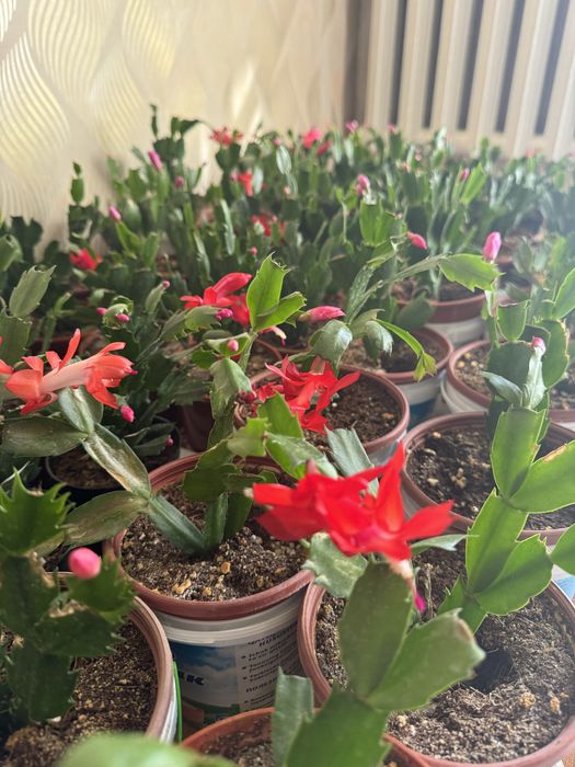 Шлюмбергера (декабрист)