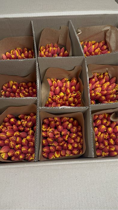 Тюльпаны тепличные большие оптом 55-60 см