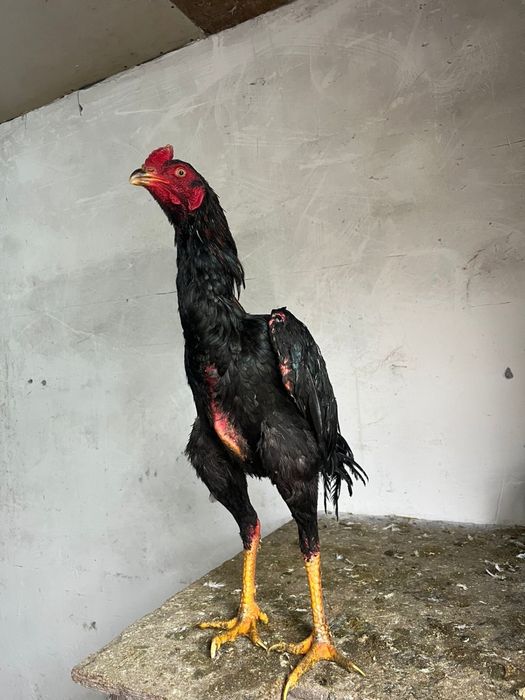 Дакан , Петух , Есик