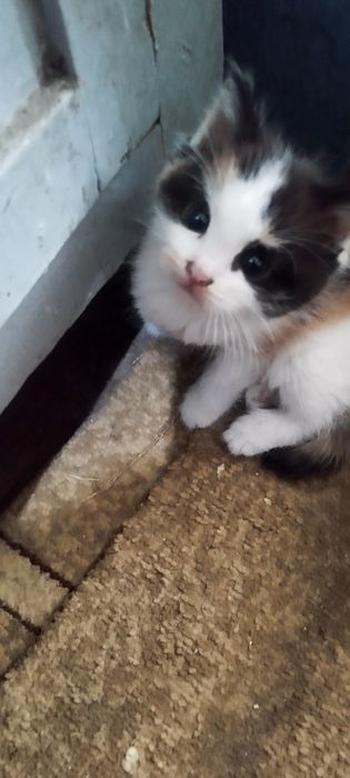 Котята в хорошие руки