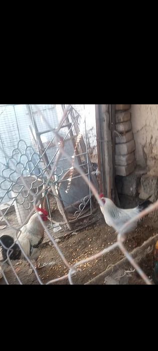 тауық тауық тауық