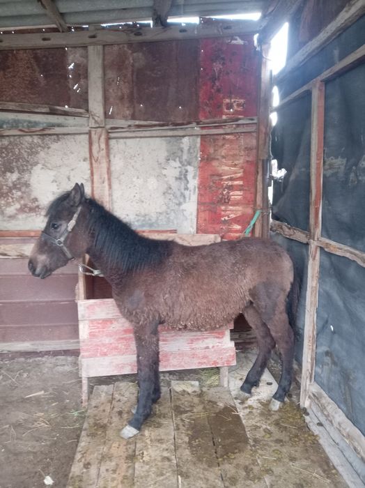 жылкы жабагы тай