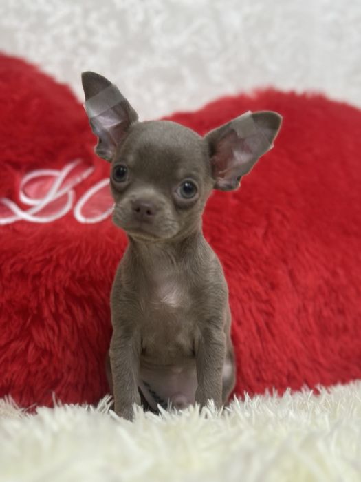 Мальчишка в дорогом лиловом окрасе