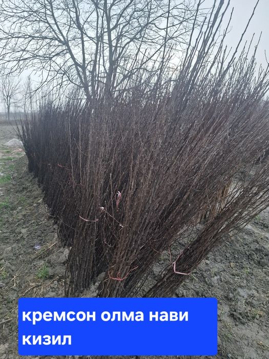 Барча турдаги кучатлар