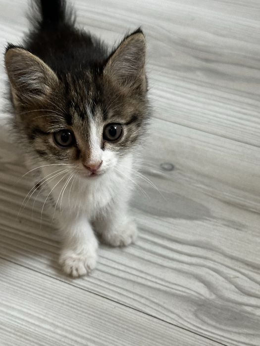 Отдам котят срочно 1.5 месяца