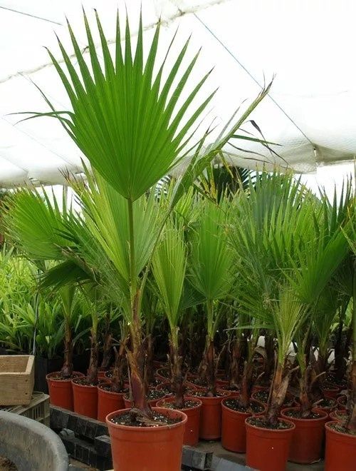 Palma daraxtlari bor