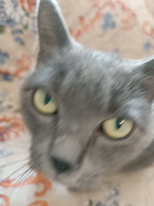 кошка прямоухая взрослая