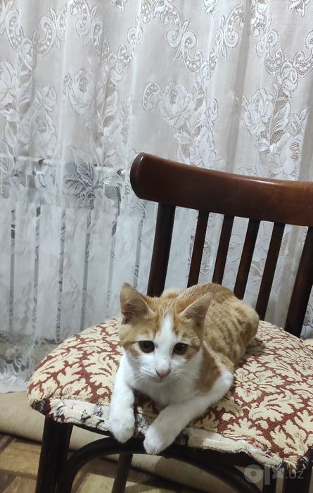 Пристраиваются котятки