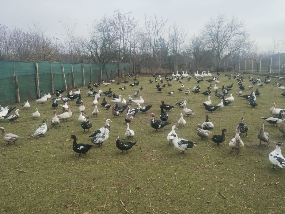 Vand Rate și gâște