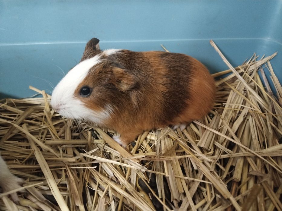 Ширин денгиз чўчқалари сотилади