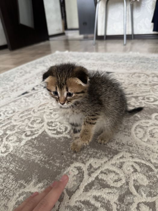 Котенок в добрые руки