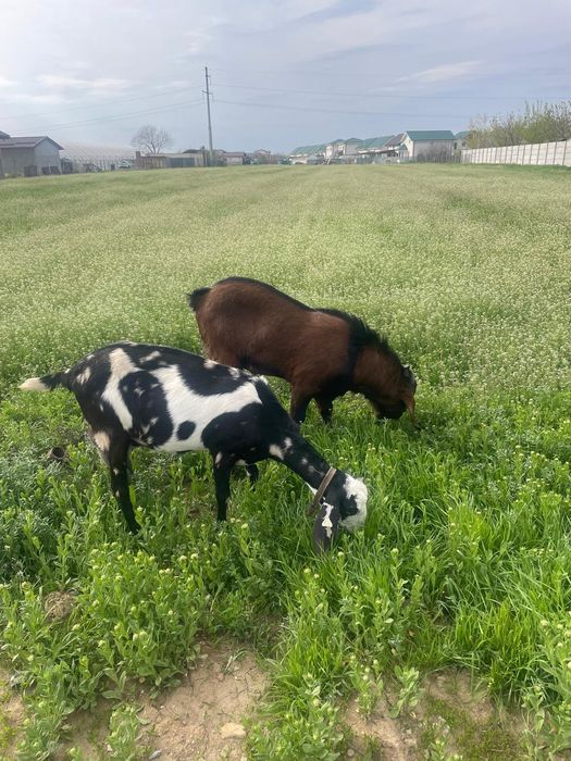 Tap amglonubian ,rasa  pura