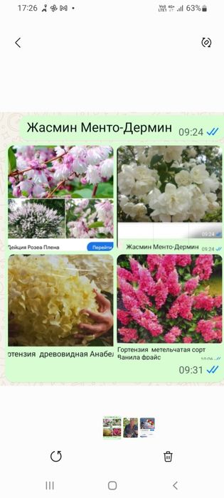 Гортензии  пузыреплодник дерен спиреи айва японская  аконит бульденеж