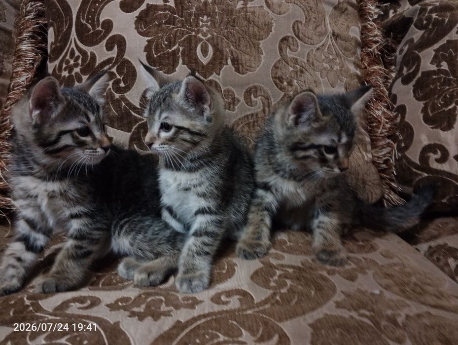Ищем самый лучший дом для пушистых малышей! Котята