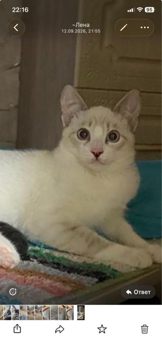 Котёнок, мальчик, ищет доброго хозяина