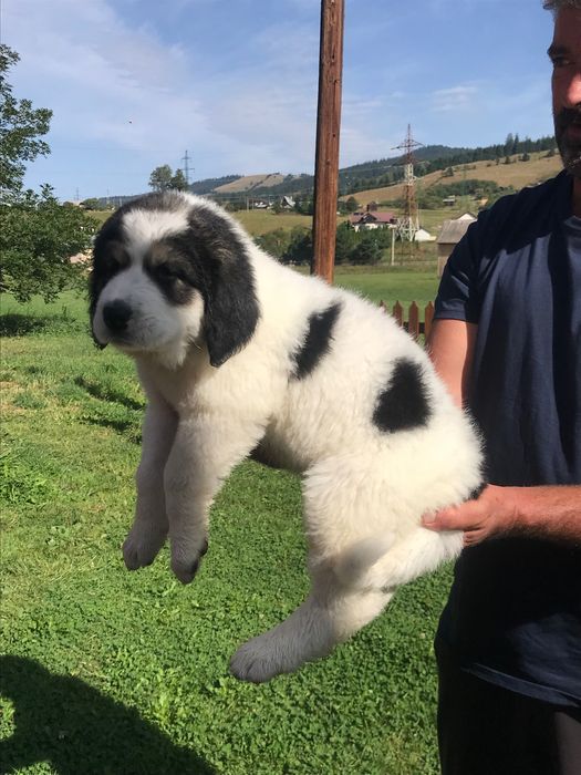 Ciobănesc de Bucovina