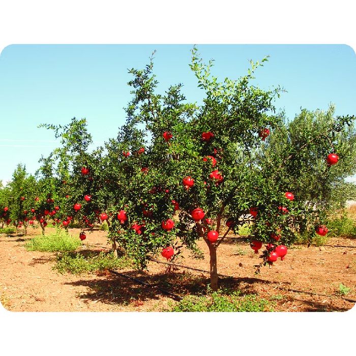 Pomi exotici : Rodiu aclimatizat