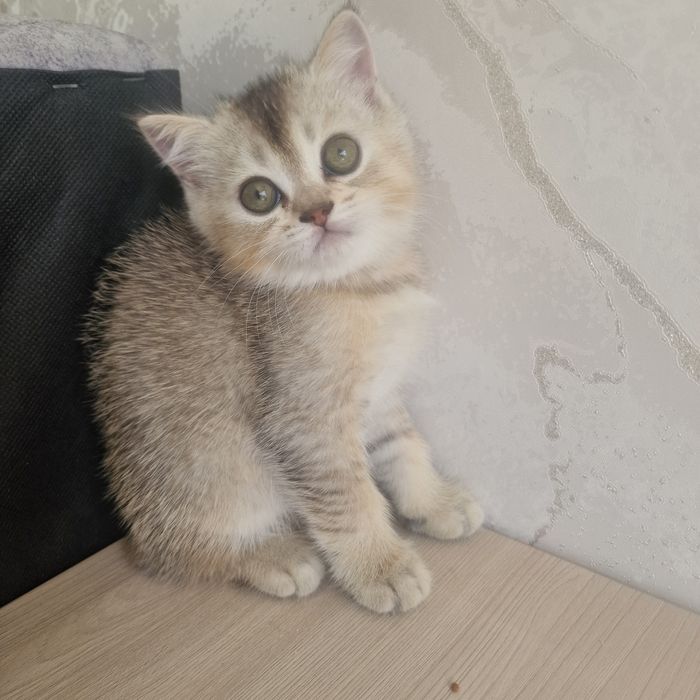Котенок котенок котенок