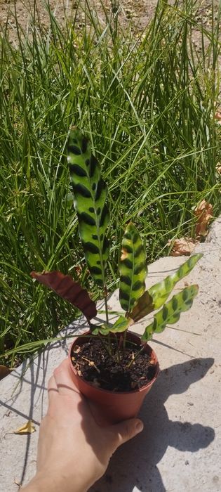 Разные Домашние цветы